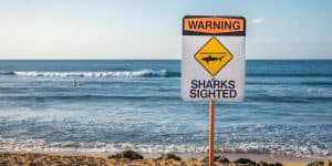 Electricity watchouts sharks sighted